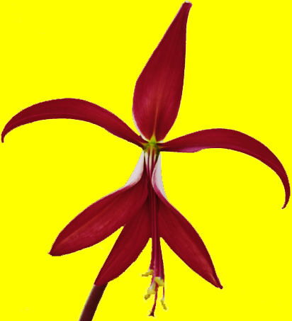 Home Page Image